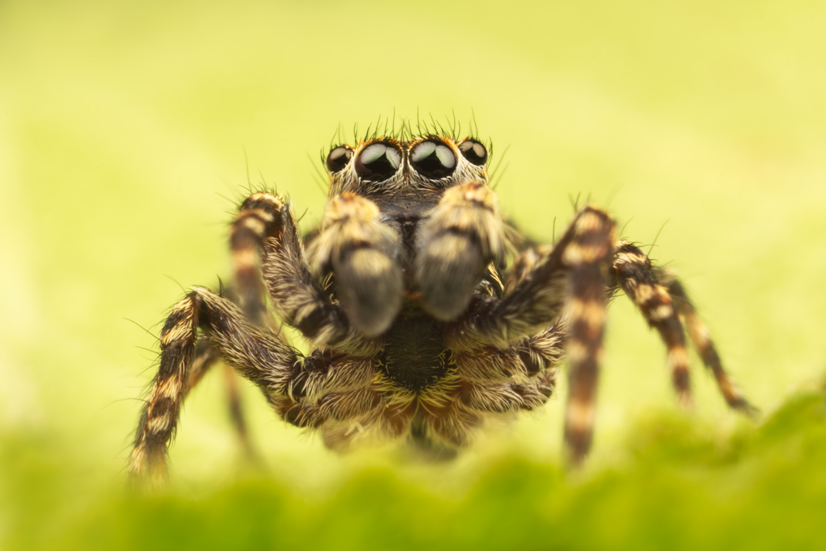 Jumping Spider - Sitticus pubescens 8